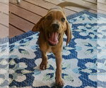 Small #1 Beagle Mix