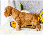 Small Photo #25 Cocker Spaniel Puppy For Sale in WAKARUSA, IN, USA