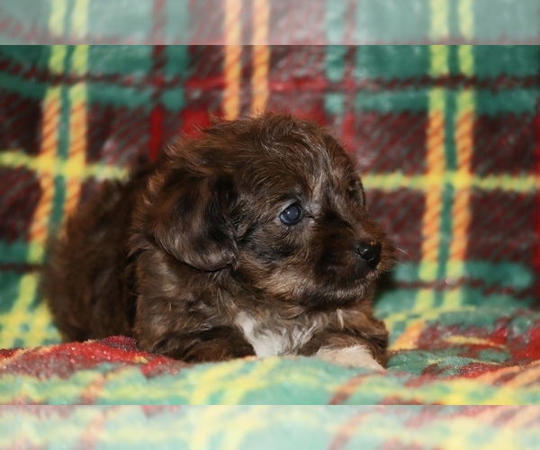Medium Photo #7 Yorkiepoo mix (+ Poodle Toy) Puppy For Sale in DYERSBURG, TN, USA