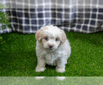 Puppy Smooches Aussiedoodle Miniature