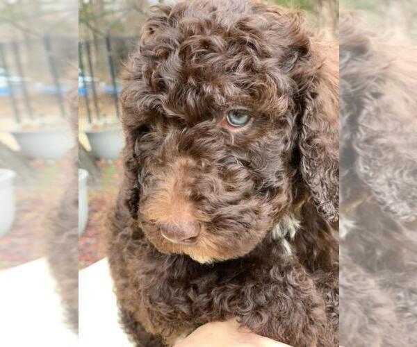Medium Photo #1 Poodle (Standard) Puppy For Sale in MOUNTAIN VIEW, AR, USA