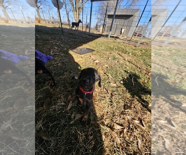 Medium Photo #13 Doberman Pinscher Puppy For Sale in TIPTON, MO, USA