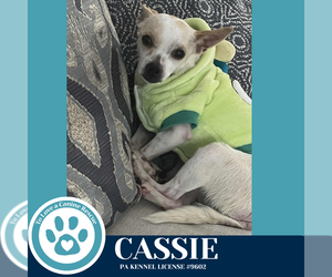 Chihuahua-Unknown Mix Dogs for adoption in Kimberton, PA, USA