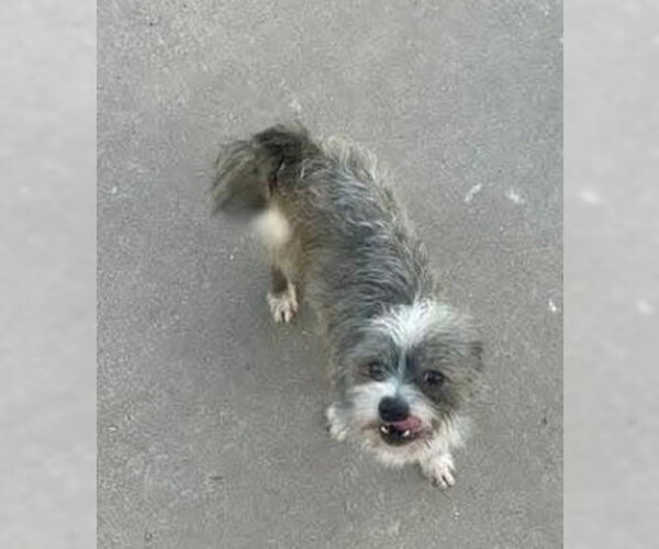 Medium Photo #2 Mutt Puppy For Sale in Grafton, WI, USA