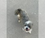 Small #1 Mutt