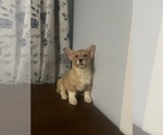 Small Photo #5 Pembroke Welsh Corgi Puppy For Sale in DURHAM, CT, USA