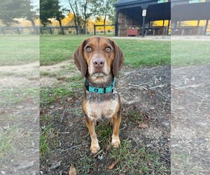 Gunner - Male Pointer-Beagle Dog for Adoption - Photo #3
