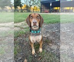 Small Photo #3 Pointer-Beagle Puppy For Sale in Arlington, VA, USA