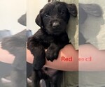 Small #9 Golden Retriever-Schnauzer (Giant) Mix