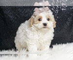 Puppy Linus F1 Maltipoo