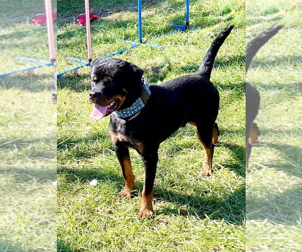 Medium Photo #5 Rottweiler Puppy For Sale in Mooresville, NC, USA