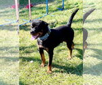 Small #4 Rottweiler