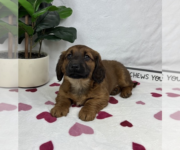 Medium Photo #5 Dachshund Puppy For Sale in FRANKLIN, IN, USA