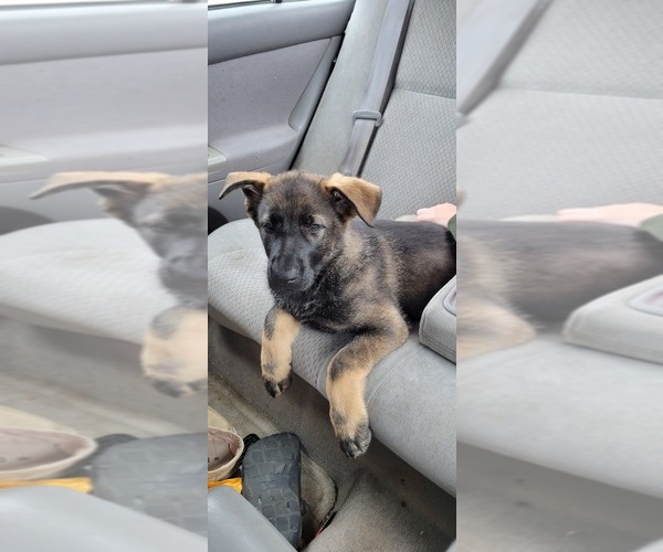 Medium Photo #4 German Shepherd Dog Puppy For Sale in VAN BUREN, AR, USA
