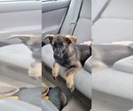 Small Photo #4 German Shepherd Dog Puppy For Sale in VAN BUREN, AR, USA