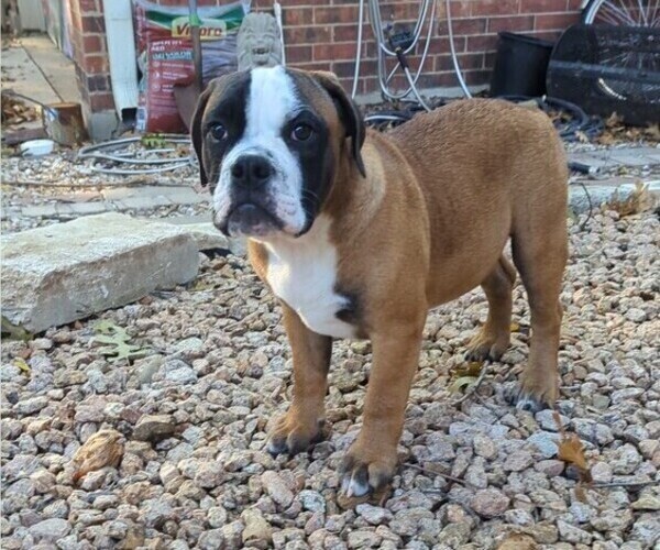 Medium Photo #5 Olde English Bulldogge Puppy For Sale in AUSTIN, TX, USA