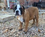 Small #4 Olde English Bulldogge
