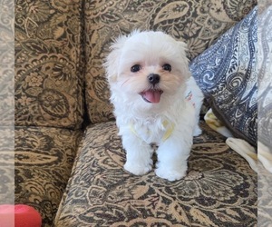 Medium Maltese