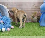 Small #17 Catahoula Leopard Dog