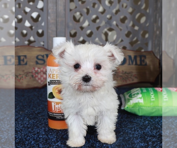 Medium Photo #2 Maltese Puppy For Sale in MOUNT VERNON, OH, USA