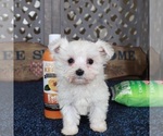 Small #1 Maltese