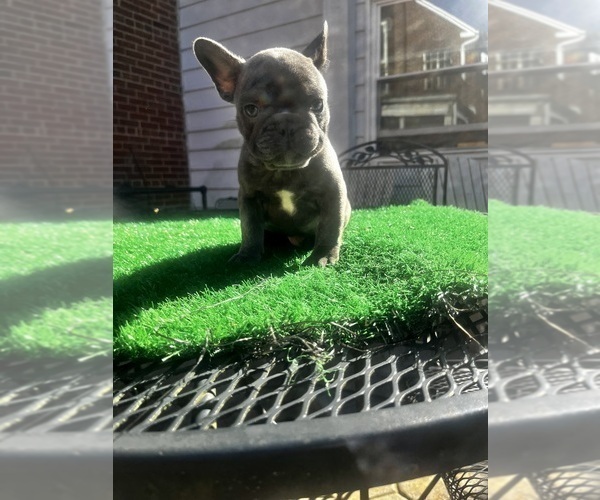 Medium Photo #6 French Bulldog Puppy For Sale in WASHINGTON, DC, USA