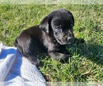 Small Photo #5 Labrador Retriever Puppy For Sale in HICKORY, NC, USA
