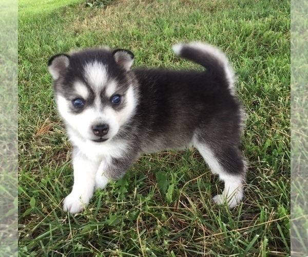 Medium Photo #3 Alaskan Klee Kai Puppy For Sale in WINCHESTER, OH, USA