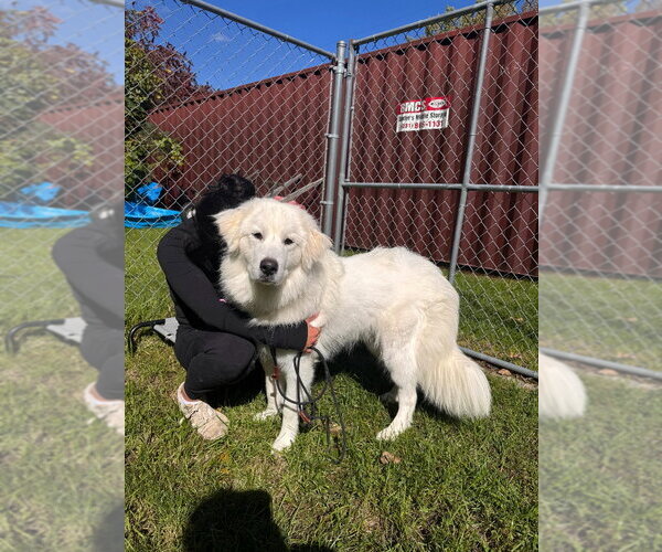 Medium Photo #4 Great Pyrenees Puppy For Sale in Muskegon, MI, USA