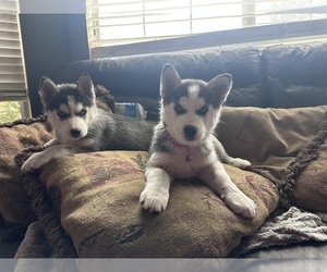 Siberian Husky Puppy for sale in ARLINGTON, TX, USA
