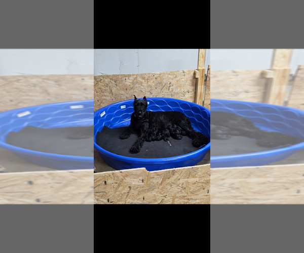 Medium Photo #1 Schnauzer (Giant) Puppy For Sale in DOUGLASVILLE, GA, USA