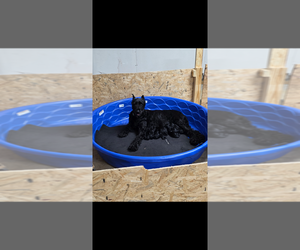 Schnauzer (Giant) Puppy for sale in DOUGLASVILLE, GA, USA