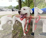 Small #6 American Pit Bull Terrier Mix