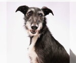 Small Borzoi Mix