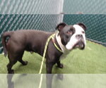 Small Bulldog Mix