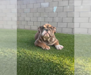 English Bulldog Puppy for sale in NEW YORK, NY, USA