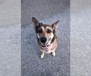 Maple - Female Australian Shepherd-German Shepherd Dog Mix Dog for Adoption - Photo #6