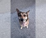 Small Photo #6 Australian Shepherd-German Shepherd Dog Mix Puppy For Sale in Dana Point, CA, USA