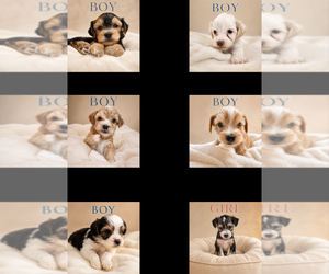Morkie Puppy for sale in RIVERSIDE, CA, USA