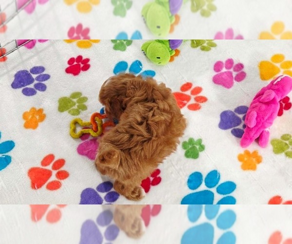 Medium Photo #11 Cavapoo (Miniature)-Poodle (Toy) Mix Puppy For Sale in ORO VALLEY, AZ, USA