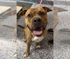 Boxer-Unknown Mix Dogs for adoption in Jackson , NJ, USA