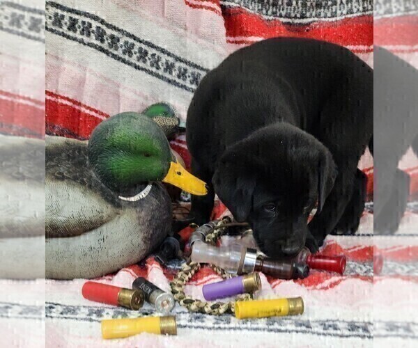 Medium Photo #4 Labrador Retriever Puppy For Sale in MERIDEN, KS, USA