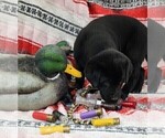 Small Photo #4 Labrador Retriever Puppy For Sale in MERIDEN, KS, USA