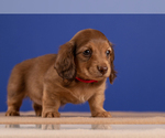 Small Photo #38 Dachshund Puppy For Sale in CROWLEY, TX, USA