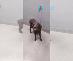 Labrador Retriever-Unknown Mix Dogs for adoption in Las Vegas, NV, USA