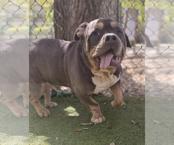 Medium Photo #1 Bulldog-Unknown Mix Puppy For Sale in Hilton Head, SC, USA