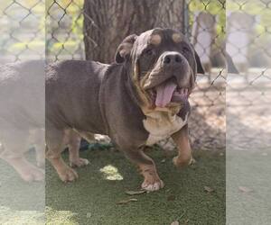 Bulldog-Unknown Mix Dogs for adoption in Hilton Head, SC, USA