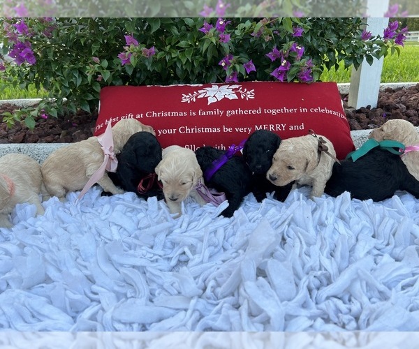Medium Photo #10 Goldendoodle Puppy For Sale in ORLANDO, FL, USA