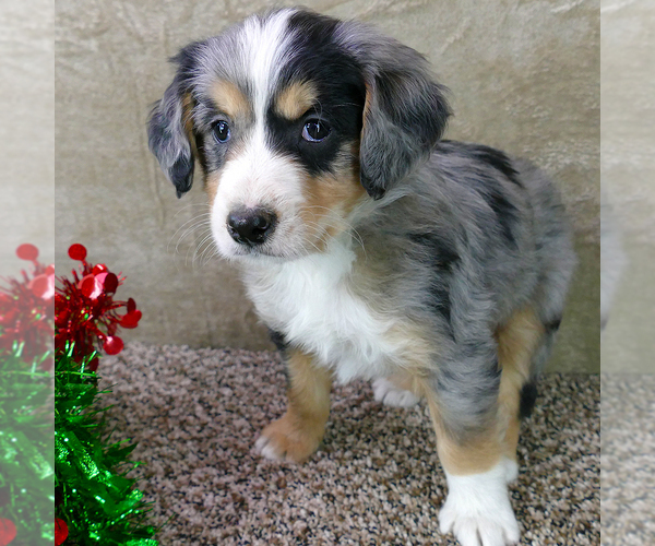 Full screen Photo #1 Bernedoodle (Miniature) Puppy For Sale in ROY, UT, USA