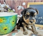 Small Photo #10 Yorkshire Terrier Puppy For Sale in CASSVILLE, MO, USA